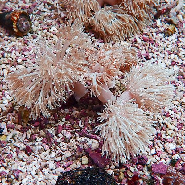 【サンゴ現物1】シロスジウミアザミ 10-8cm !15時までのご注文で当日発送 【サンゴ】(t148