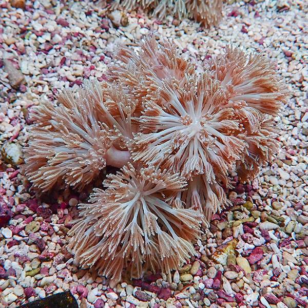 【サンゴ現物3】シロスジウミアザミ 12-8cm!15時までのご注文で当日発送 【サンゴ】(t148