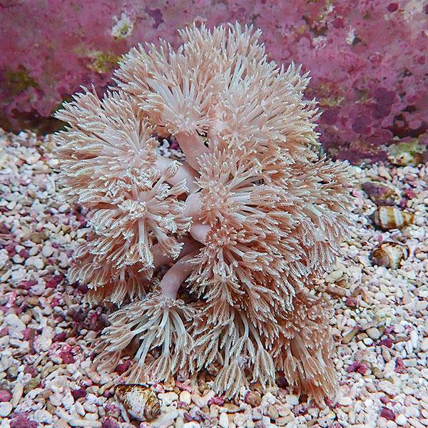 【サンゴ現物4】シロスジウミアザミ 10-12cm!15時までのご注文で当日発送 【サンゴ】(t148