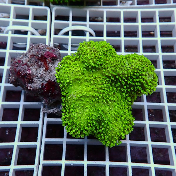 グリーンのウミキノコ | 海水魚通販はアクアギフト