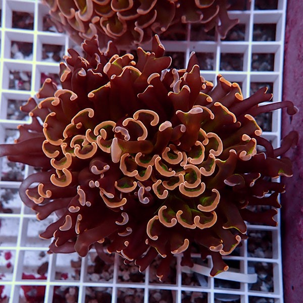 _MG_0020