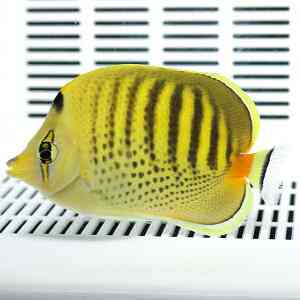 ゴマチョウチョウウオの購入から餌付け飼育方法 病気の対処を解説