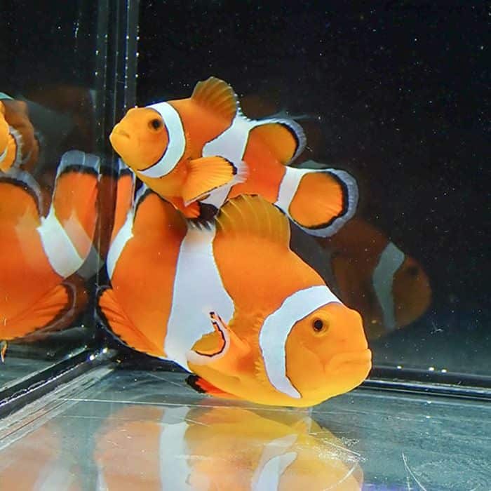 【現物2】カクレクマノミペア 8cmと5.5cm! wild 海水魚 カクレクマノミ(...