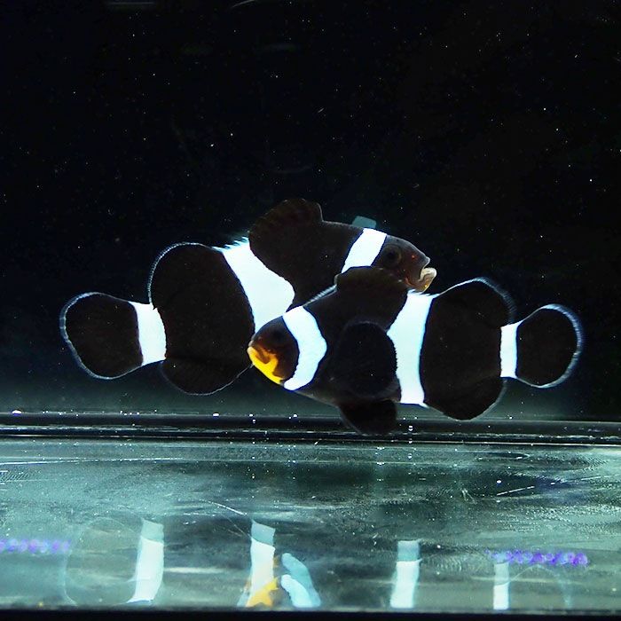【現物】ブラックオセラリス　ペア 6.5cmと5.5cm!海水魚 クマノミ 15時...