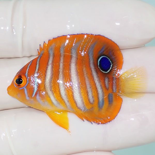 【現物1】ニシキヤッコ 4.5cm±!海水魚 ヤッコ15時までのご注文で当日発...