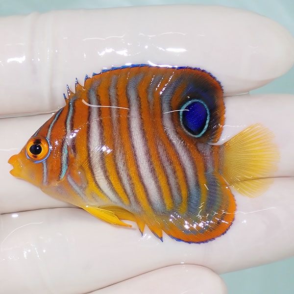 【現物2】ニシキヤッコ 5cm±!海水魚 ヤッコ15時までのご注文で当日発送(...