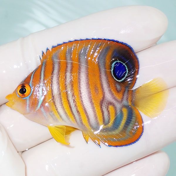 【現物3】ニシキヤッコ 5.5cm±!海水魚 ヤッコ15時までのご注文で当日発...