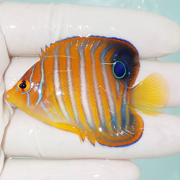 【現物4】ニシキヤッコ 6cm±!海水魚 ヤッコ15時までのご注文で当日発送(...