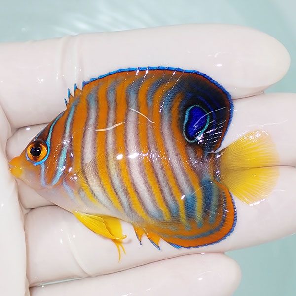 【現物5】ニシキヤッコ 6cm±!海水魚 ヤッコ15時までのご注文で当日発送(...