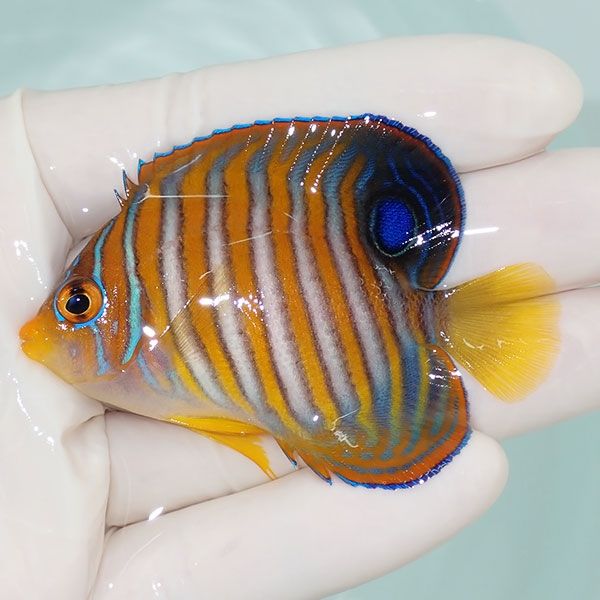 【現物6】ニシキヤッコ 6.5cm±!海水魚 ヤッコ15時までのご注文で当日発...