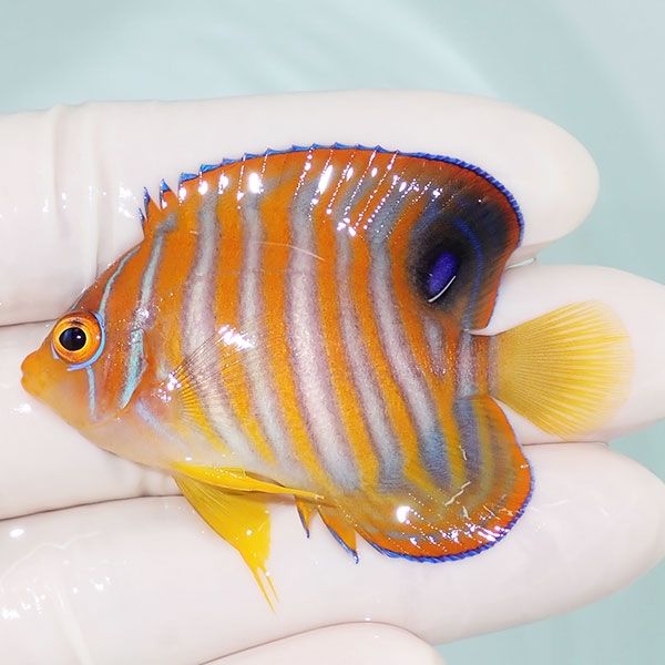 【現物7】ニシキヤッコ 5.5cm±!海水魚 ヤッコ15時までのご注文で当日発...