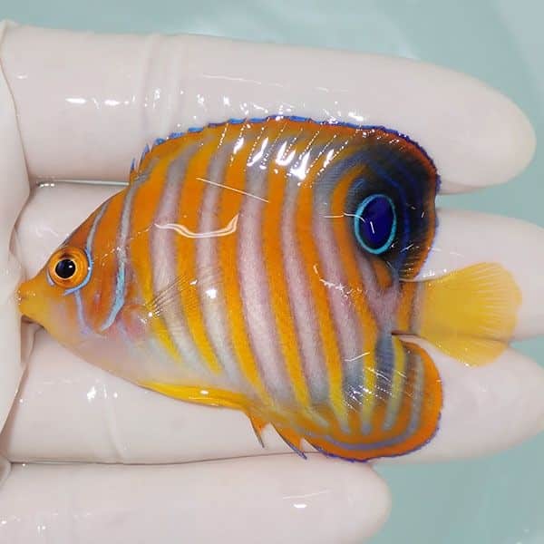 【現物8】ニシキヤッコ 6.5cm±!海水魚 ヤッコ15時までのご注文で当日発...