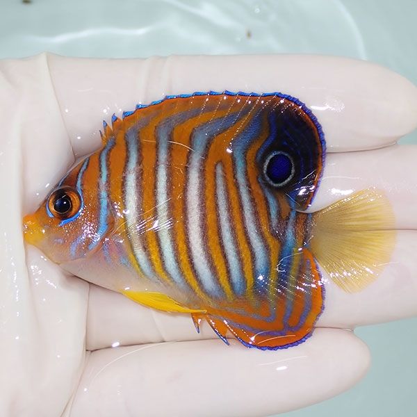 【現物9】 ニシキヤッコ 6.7cm±!海水魚 ヤッコ15時までのご注文で当日発...