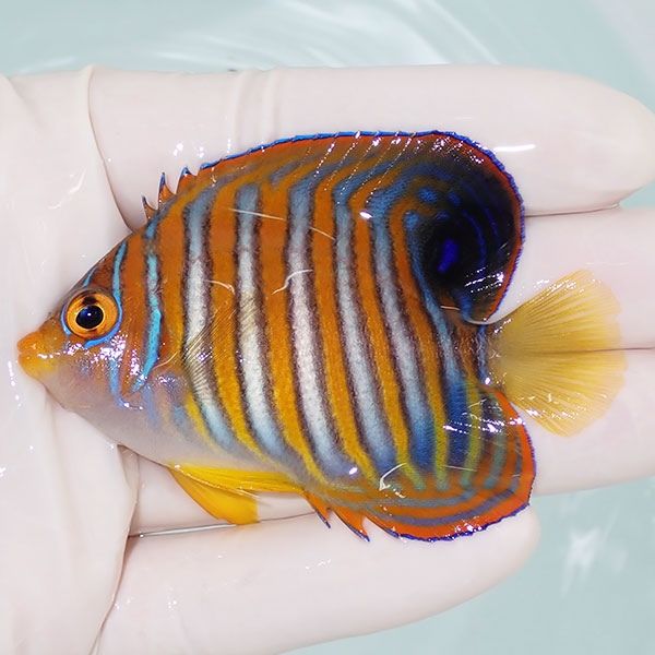 【現物10】ニシキヤッコ 7cm±!海水魚 ヤッコ15時までのご注文で当日発送...