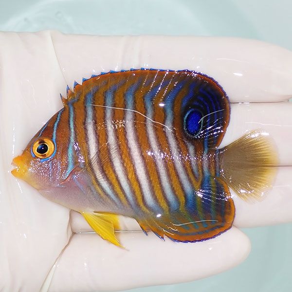 【現物11】ニシキヤッコ 7.5cm±!海水魚 ヤッコ15時までのご注文で当日発...