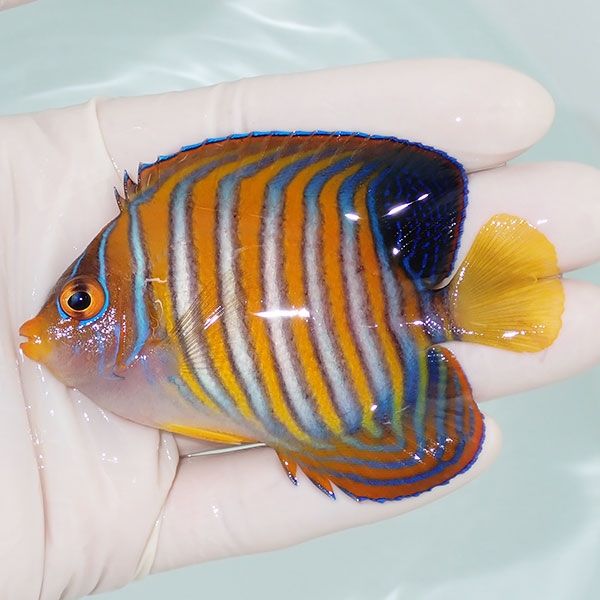 【現物12】ニシキヤッコ 8cm±!海水魚 ヤッコ15時までのご注文で当日発送...