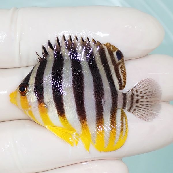 【現物21】sale シマヤッコ 4.7cm±! 海水魚 生体 15時までのご注文で当...