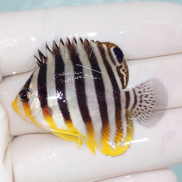 【現物22】sale シマヤッコ 4.5cm±! 海水魚 生体 15時までのご注文で当...