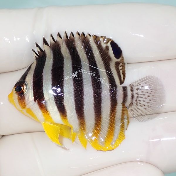 【現物23】sale シマヤッコ 4.5cm±! 海水魚 生体 15時までのご注文で当...