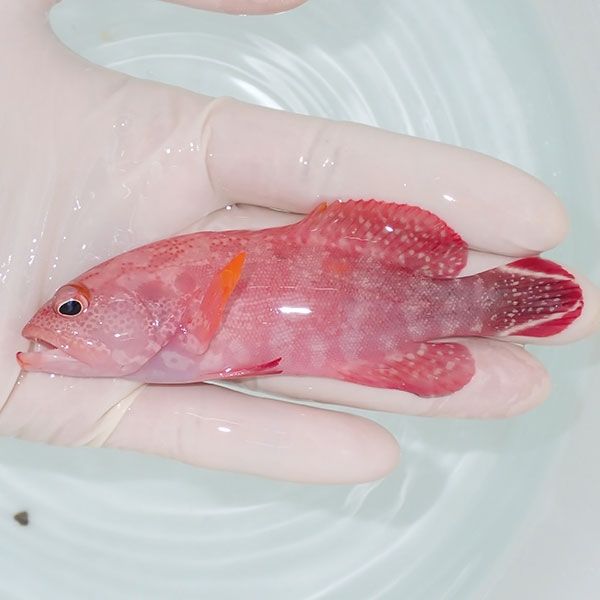 【現物1】ニジハタ 10.5cm± !海水魚 ハタ 餌付け 15時までのご注文で当...