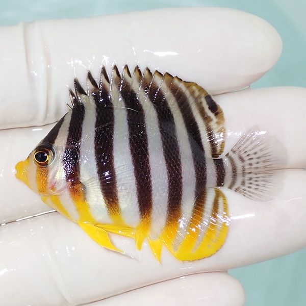 【現物26】sale シマヤッコ 5cm±! 海水魚 生体 15時までのご注文で当日...