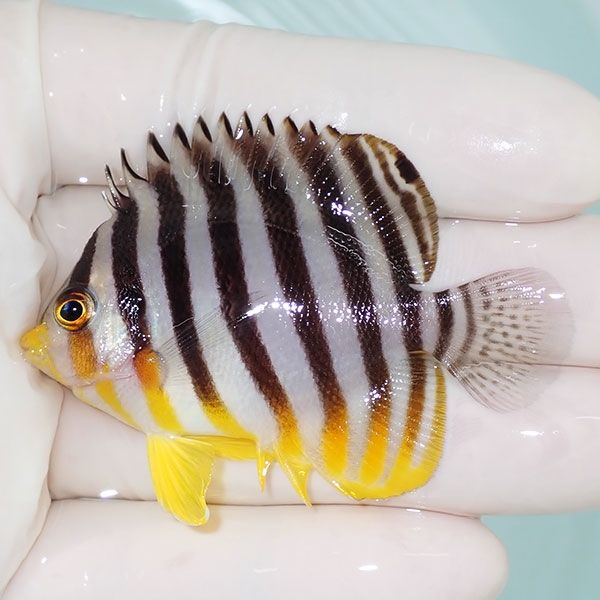 【現物27】sale シマヤッコ 6cm±! 海水魚 生体 15時までのご注文で当日...