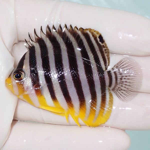 【現物28】sale シマヤッコ 5.7cm±! 海水魚 生体 15時までのご注文で当...