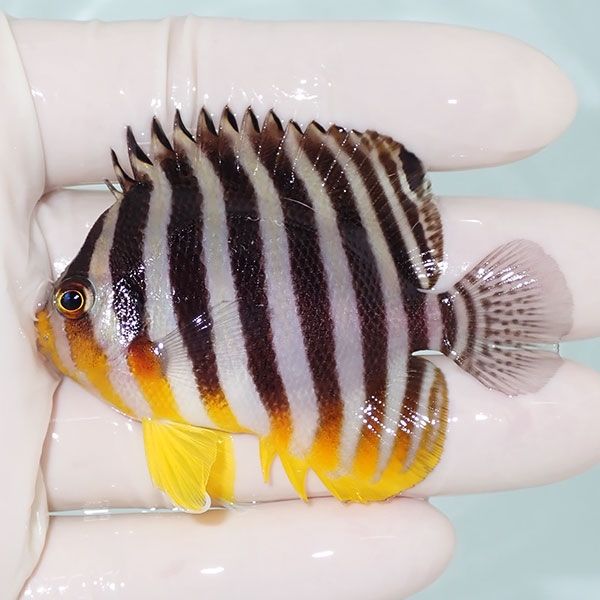 【現物30】sale シマヤッコ 6.3cm±! 海水魚 生体 15時までのご注文で当...