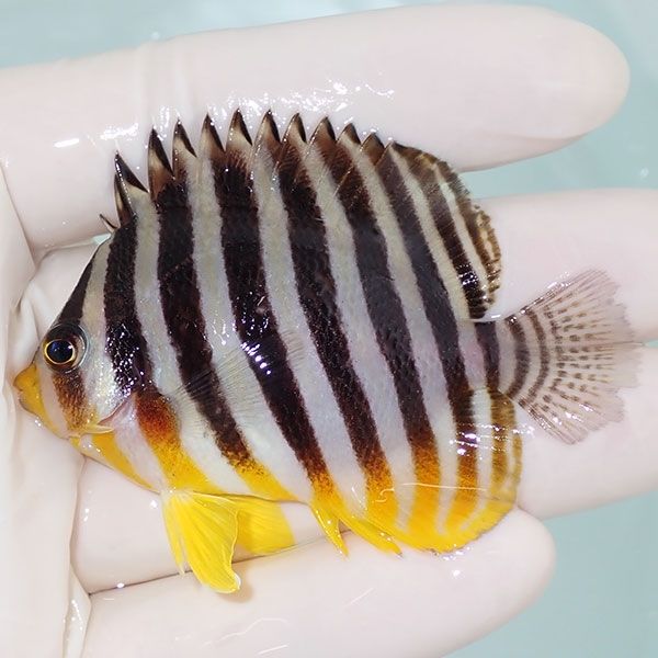 【現物31】sale ヒレ欠け有り シマヤッコ 6.5cm±! 海水魚 生体 15時まで...