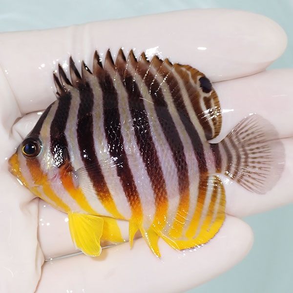 【現物33】sale シマヤッコ 6.5cm±! 海水魚 生体 15時までのご注文で当...