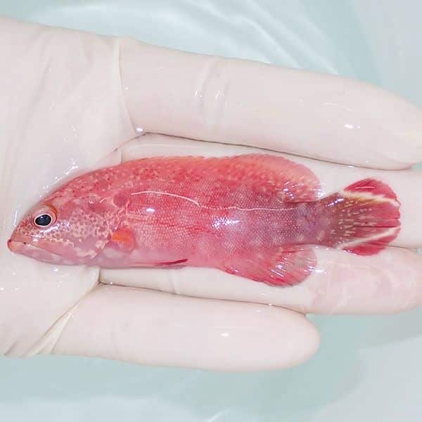 【現物3】ニジハタ 8.5cm± !海水魚 生体 15時までのご注文で当日発送(t1...