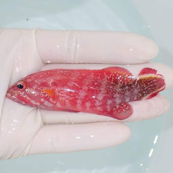 【現物2】ニジハタ 9.5cm± !ハタ 海水魚 生体 15時までのご注文で当日発...