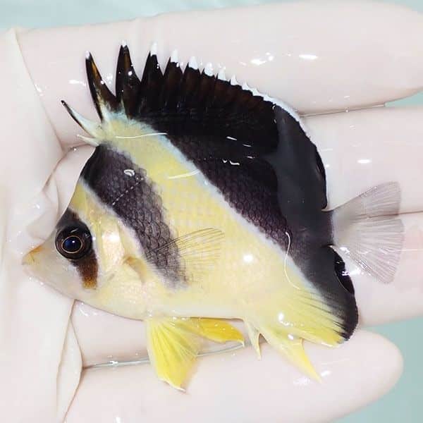 【現物2】バーゲスバタフライ 6.2cm±! 海水魚 チョウチョウウオ 15時ま...