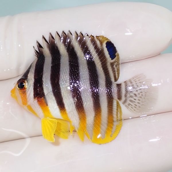 【現物3】sale シマヤッコ 4cm±! 海水魚 生体 15時までのご注文で当日発...