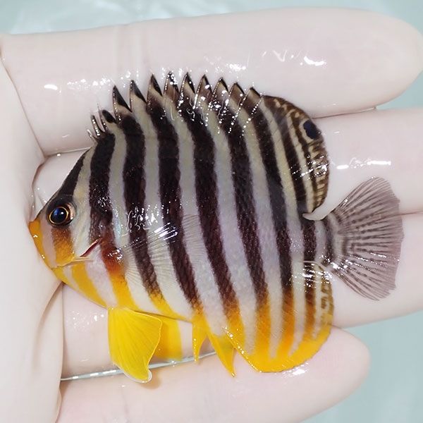 【現物4】sale シマヤッコ 6cm±! 海水魚 生体 15時までのご注文で当日発...