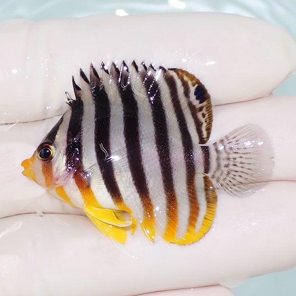 【現物1】sale シマヤッコ 4.5cm±! 海水魚 生体 15時までのご注文で当日...