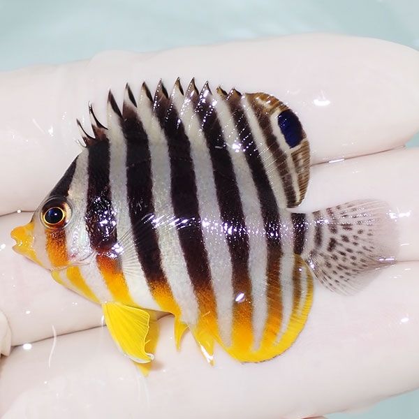 【現物2】sale シマヤッコ 4.7cm±! 海水魚 生体 15時までのご注文で当日...