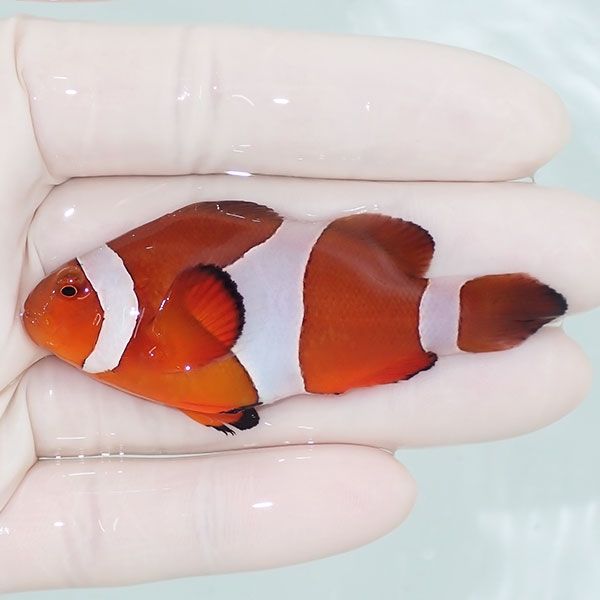 【現物1】カクレクマノミbig 6.7cm± ! wild 海水魚 カクレクマノミ(t111...