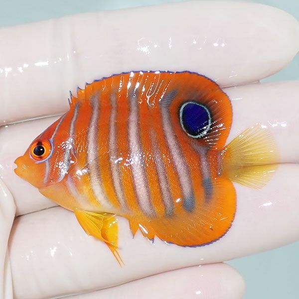 【現物1】ニシキヤッコ 5cm±!海水魚 ヤッコ15時までのご注文で当日発送(...