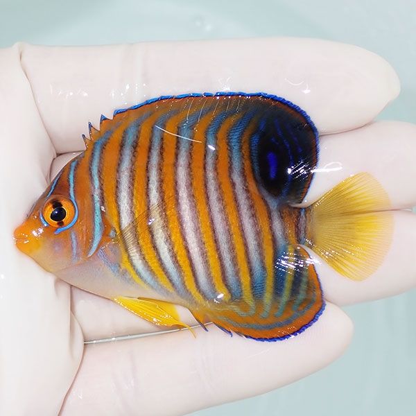 【現物2】ニシキヤッコ 7cm±!海水魚 ヤッコ15時までのご注文で当日発送(...