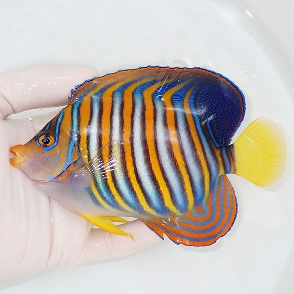 【現物3】ニシキヤッコ 13.5cm±!海水魚 ヤッコ15時までのご注文で当日発...