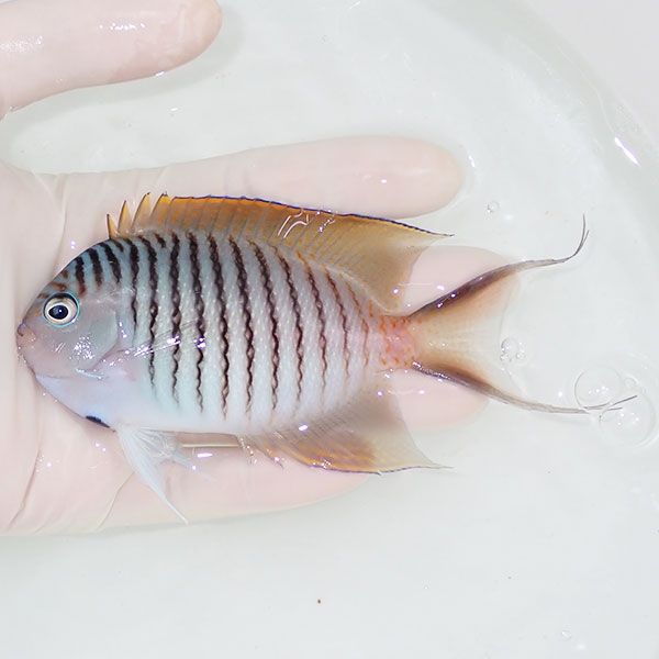 【現物1】 ヤイトヤッコ ♂ 10.5cm± ! 海水魚 ヤッコ 15時までのご注文...