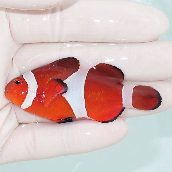 【現物2】カクレクマノミbig 6.7cm± ! wild 海水魚 カクレクマノミ(t111...