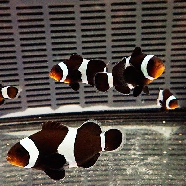 ブラックオセラリス 大きめ 【1匹】 5-6cm± 黒色等の色指定不可! 海水魚...