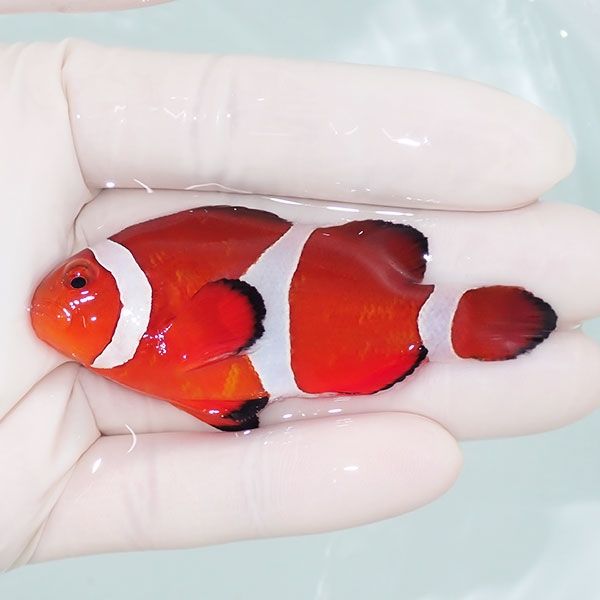 【現物3】カクレクマノミbig 7cm± ! wild 海水魚 カクレクマノミ(t111(t207