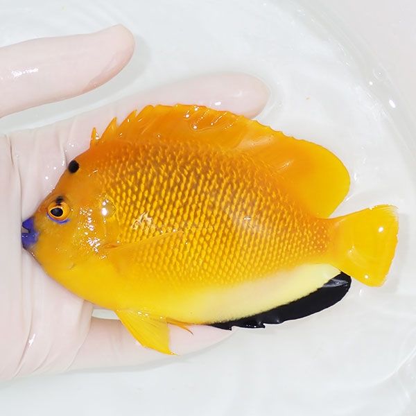 【現物1】シテンヤッコ 13cm±!海水魚 ヤッコ 15時までのご注文で当日発...