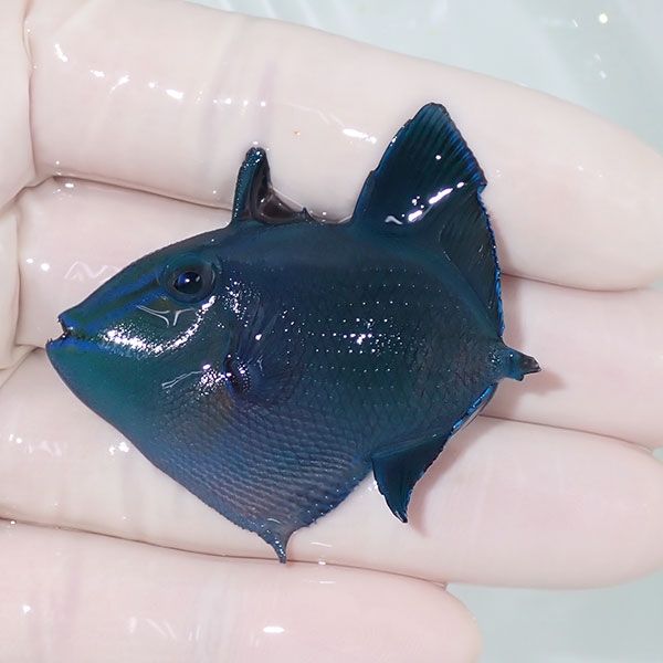 【現物】アカモンガラテールレス 5.5cm±!! 海水魚 ハギ !15時までのご注...