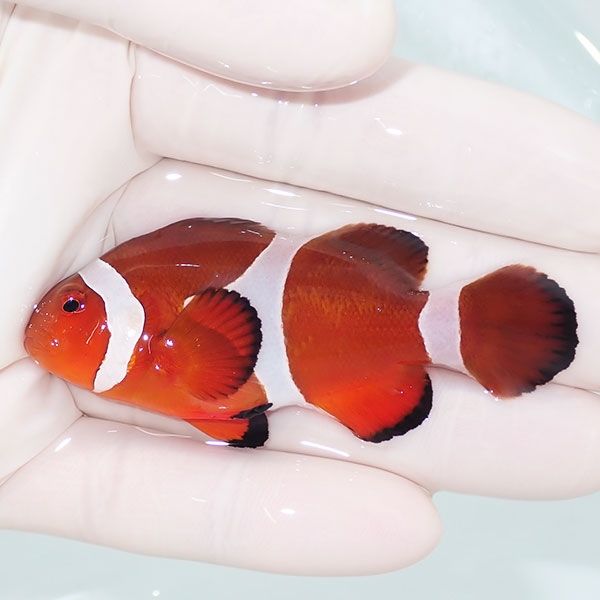 【現物4】カクレクマノミbig 7cm± ! wild 海水魚 カクレクマノミ(t111(t207