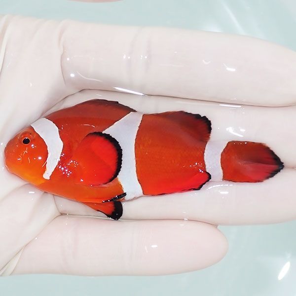 【現物5】カクレクマノミbig 7.5cm± ! wild 海水魚 カクレクマノミ(t111...