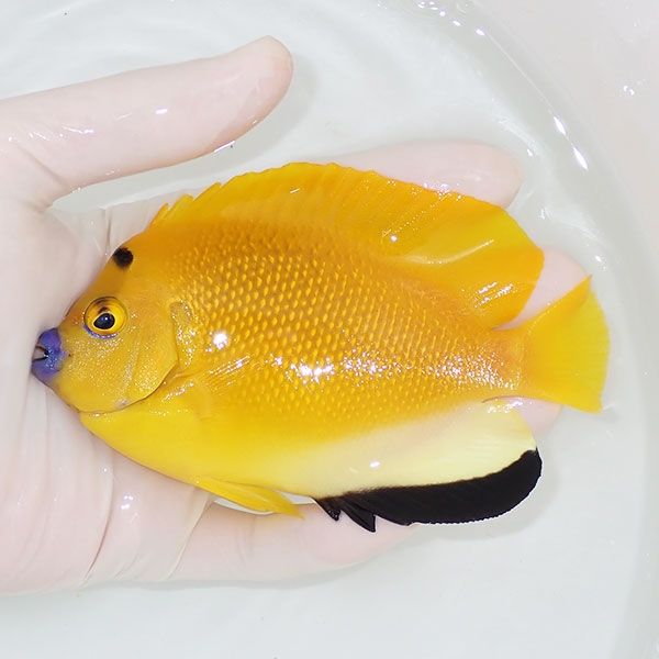 【現物2】シテンヤッコ 13cm±!海水魚 ヤッコ 15時までのご注文で当日発...